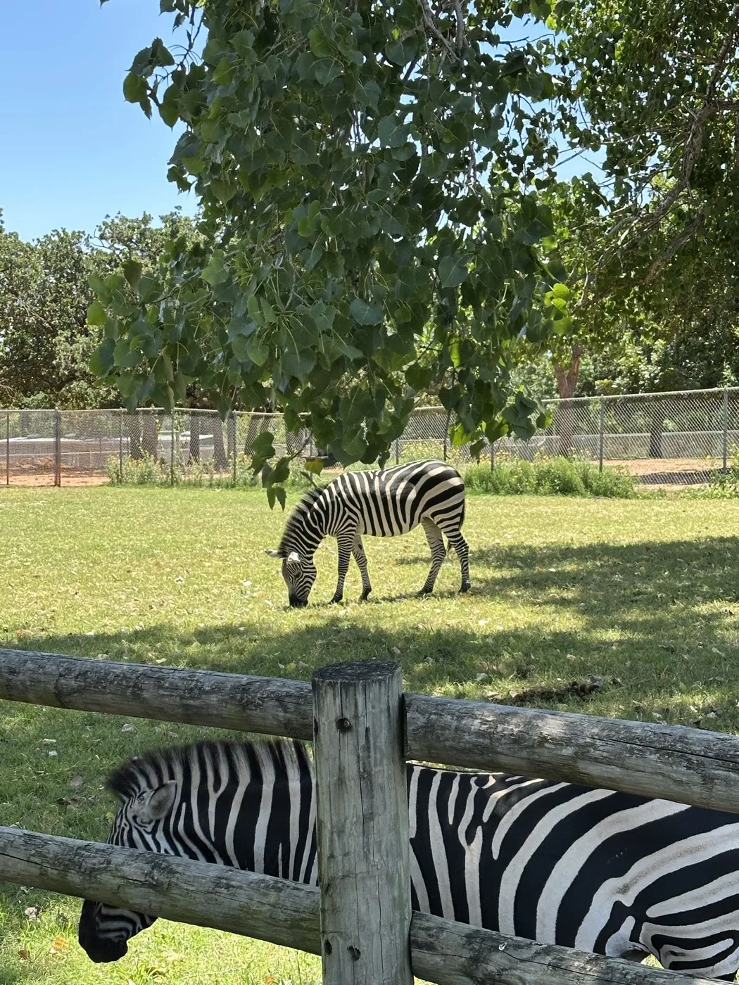 Zebras